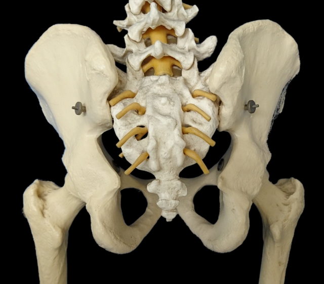骨折様 VP9 アップデート】高齢者の脆弱性骨盤骨折 | オシゴト整形外科医の